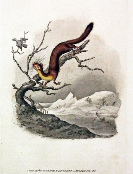 Pine Martin