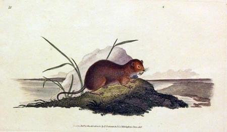 Water Vole