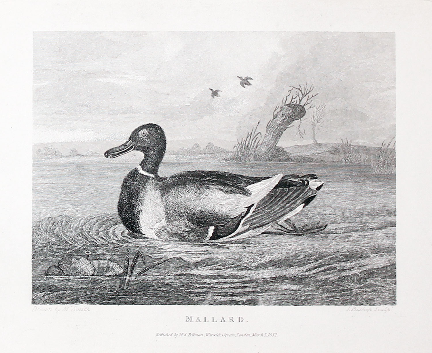 Mallard