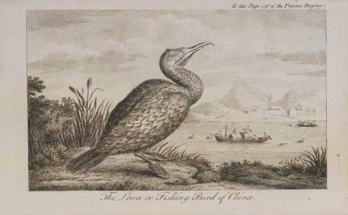 The Lowa or Fishing Bird of China