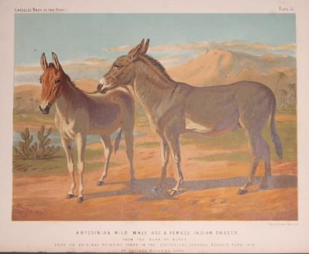 Abyssinian Wild Ass, Sheldon Williams, c.1880