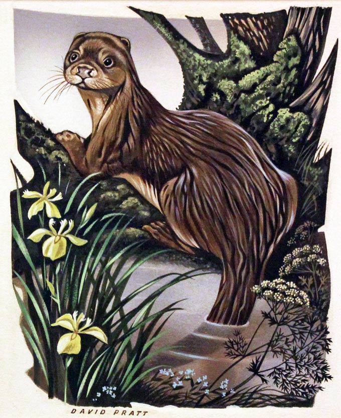 Otter watercolour by David Pratt  Otter watercolour by David Pratt