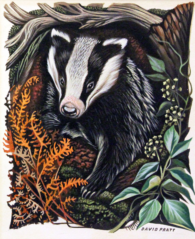 Badger watercolour by David Pratt  Badger watercolour by David Pratt