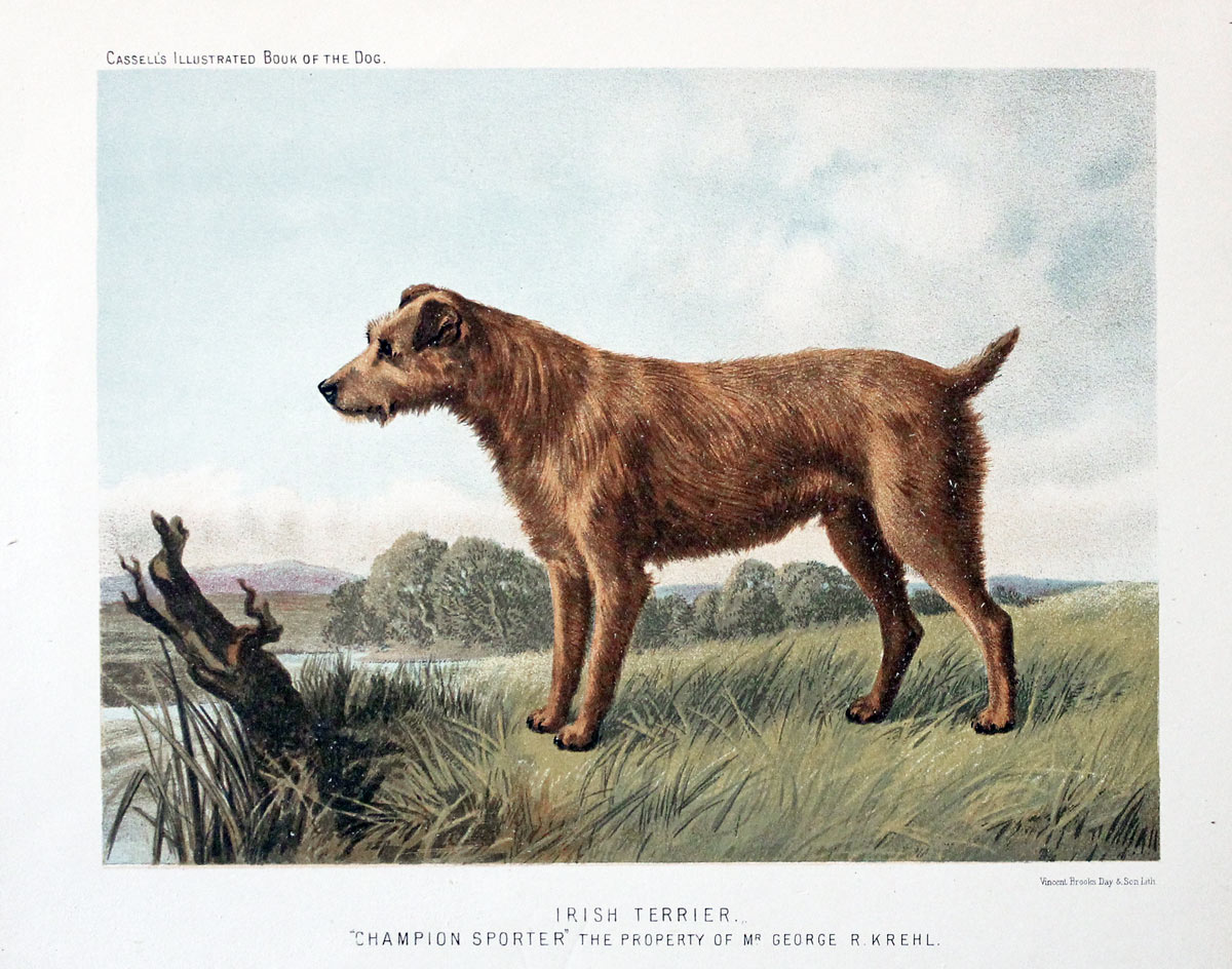 Irish Terrier - Champion Sporter, property of Mr.George R. Krehl