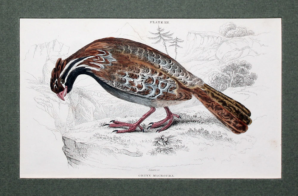 Ortyx Macroura Jardine and Lizars