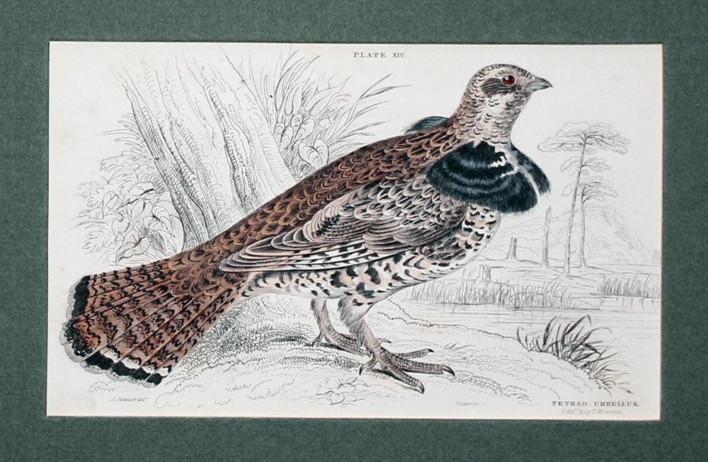 Ortyx Macroura Jardine and Lizars 1834