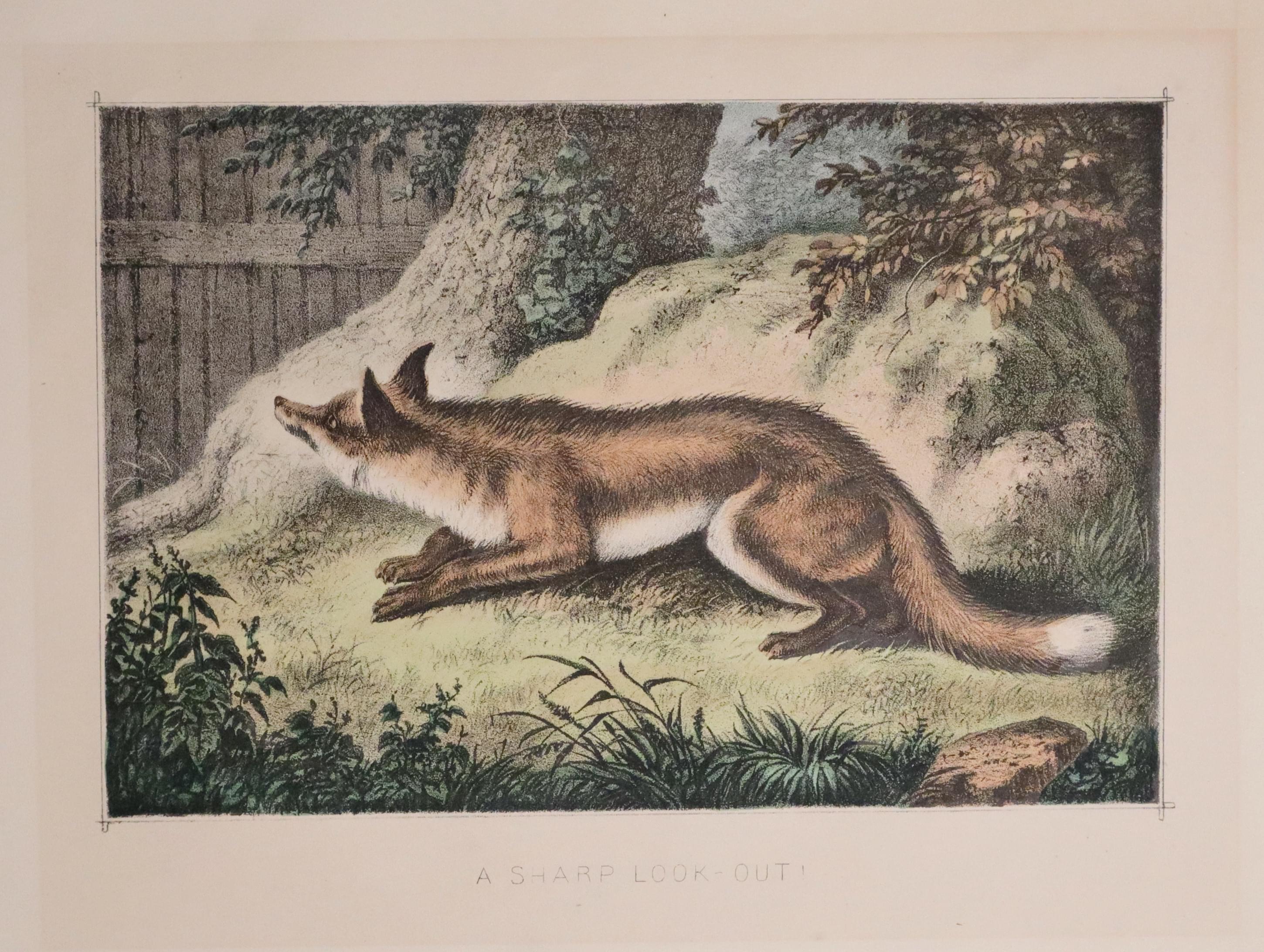 Fox - A Sharp Look-Out, c.1890