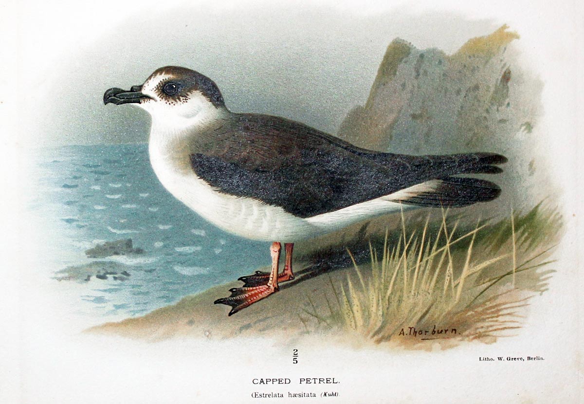 Capped Petrel Keulemans