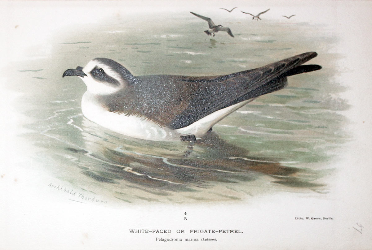 White Faced or Frigate-Petrel, Archibald Thornton