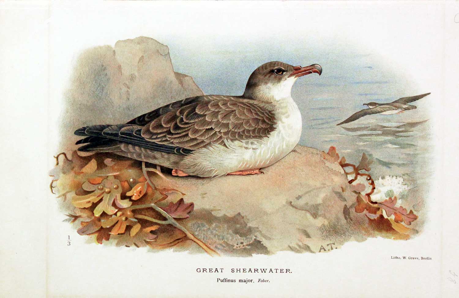 Great Shearwater Keulemans