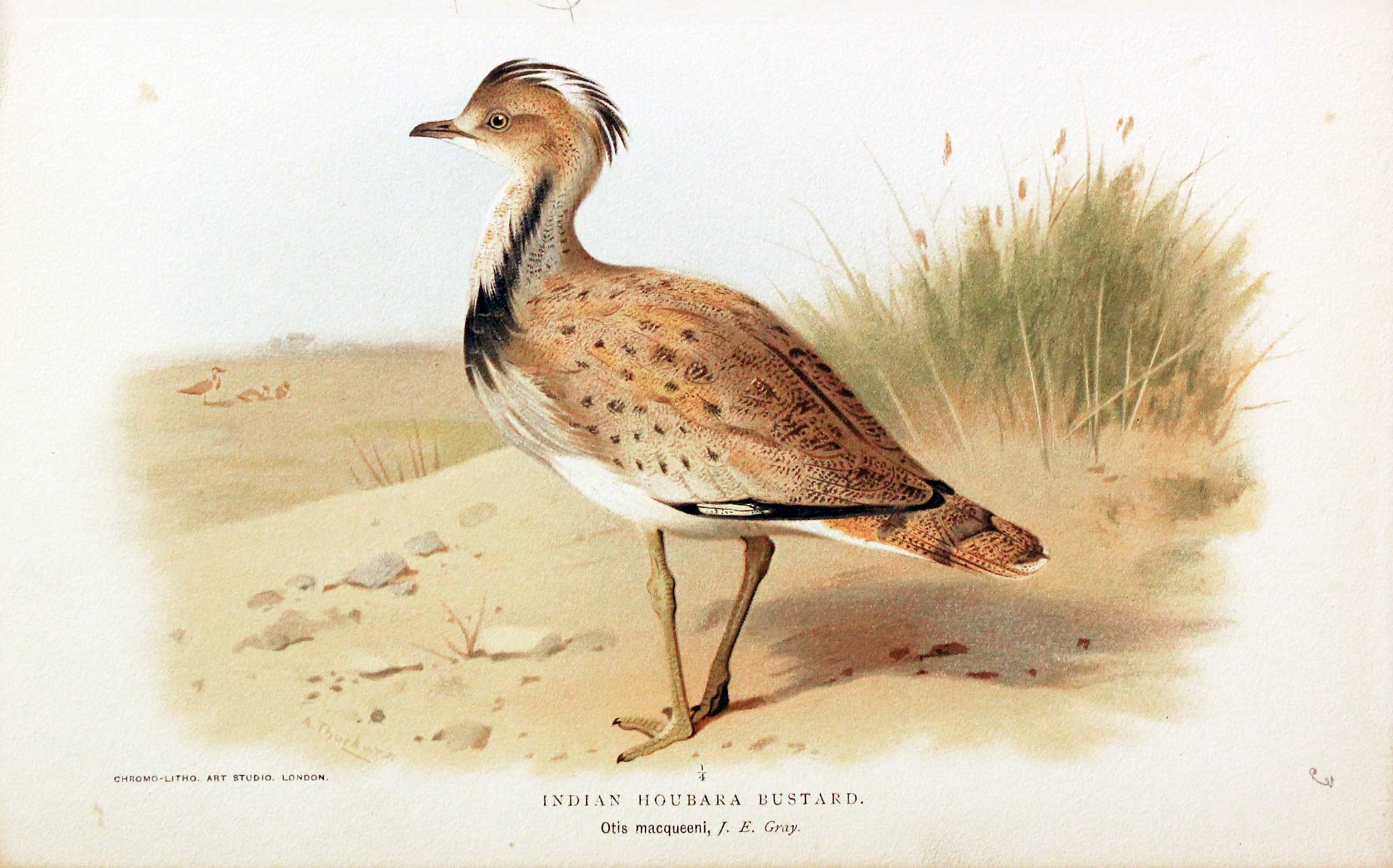 Indian Houbara Keulemans