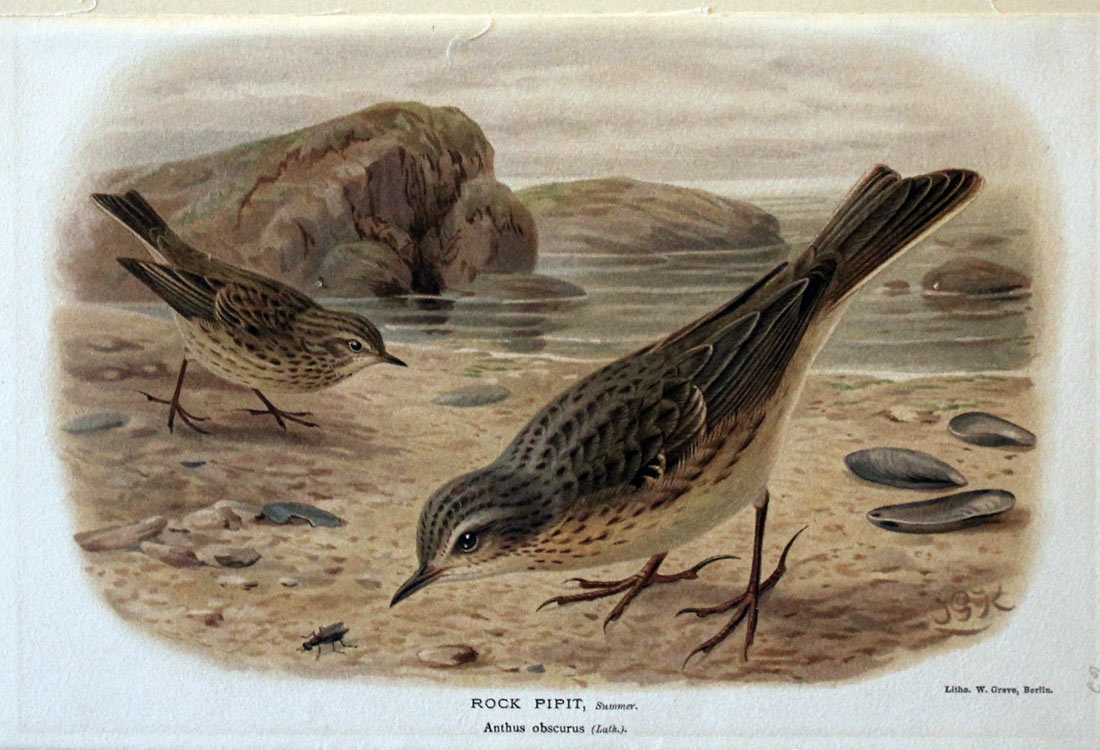 Isabelline Wheaterar Keulemans