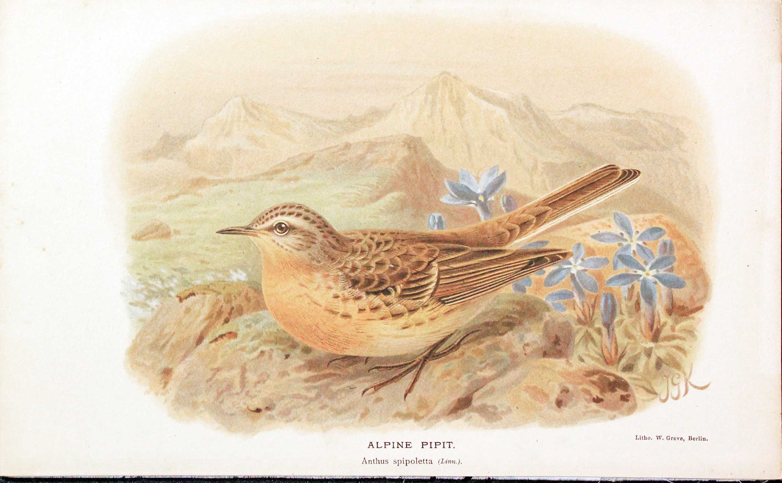 Alpine Pipit Keulemans