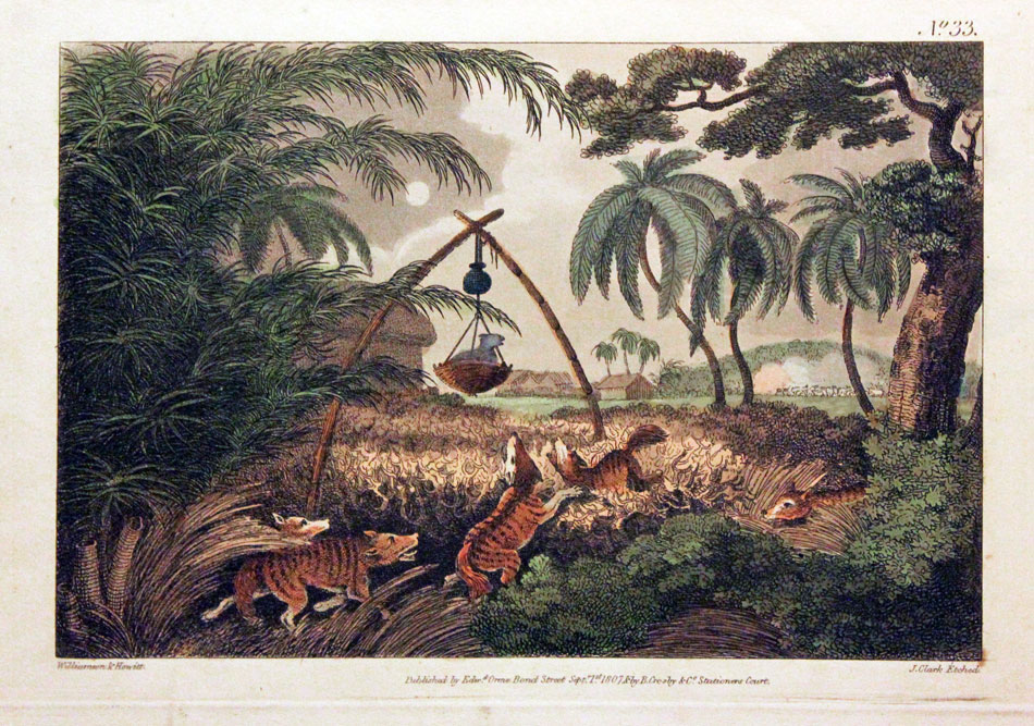 The Common Wolf Trap by Edward Orme  The Common Wolf Trap by Edward Orme