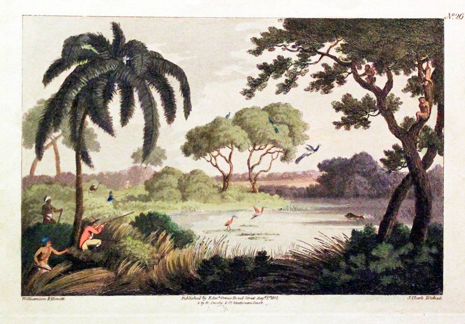 Peacock Shooting by Edward Orme  Peacock Shooting by Edward Orme