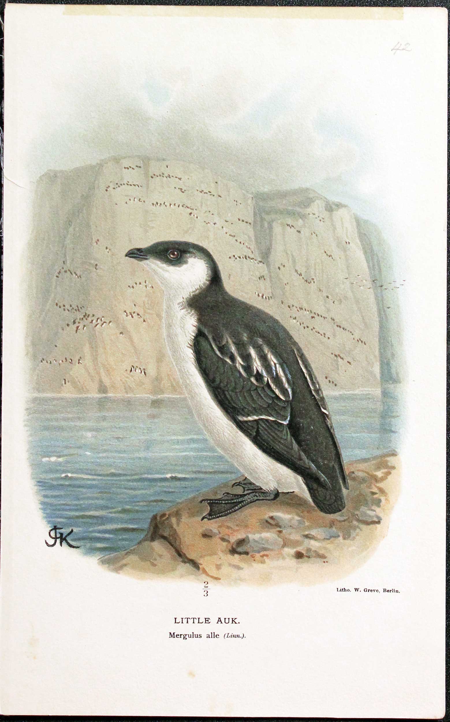 Little Auk Keulemans