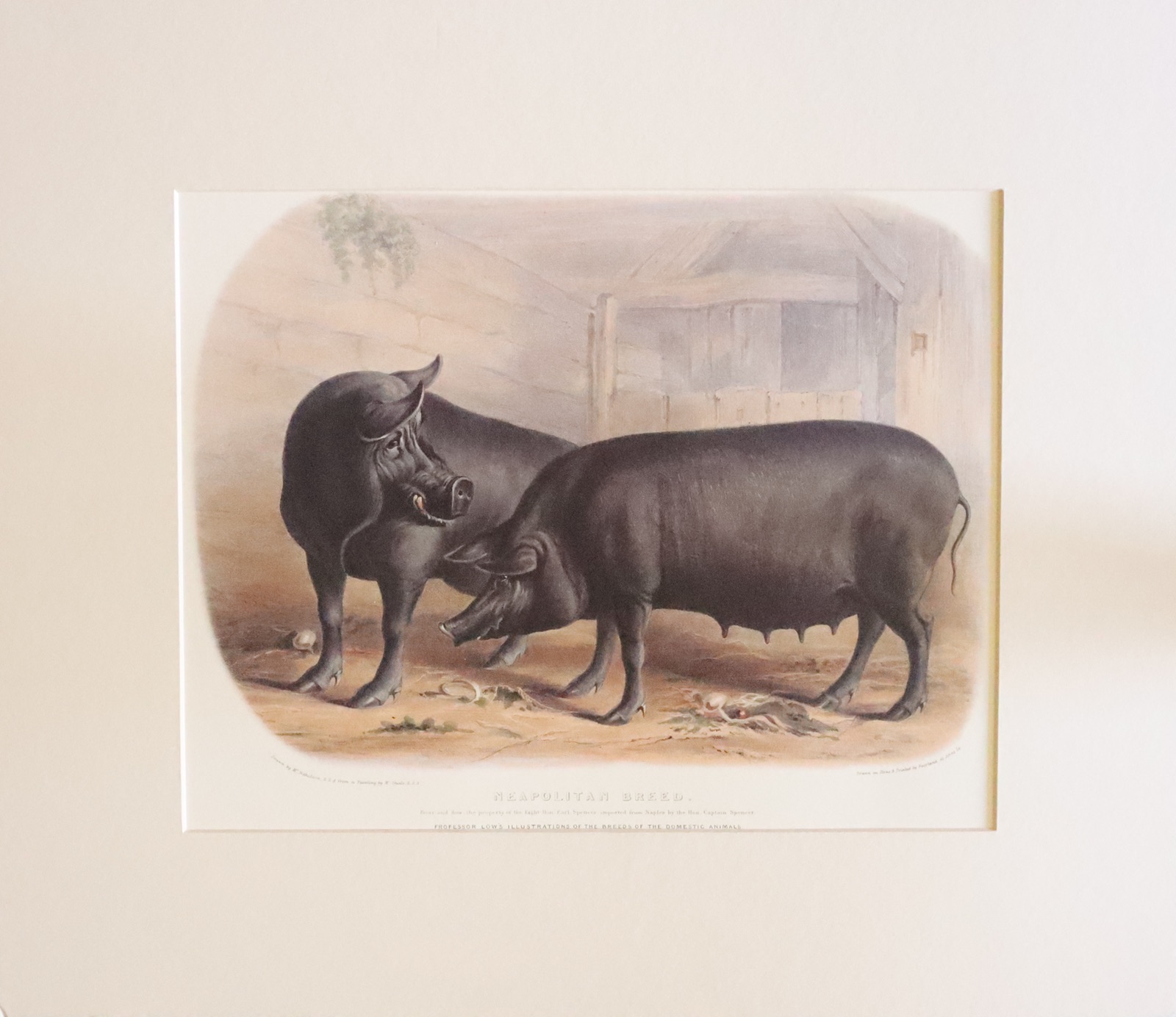 Neapolitan Breed by David Low  Neapolitan Breed by David Low