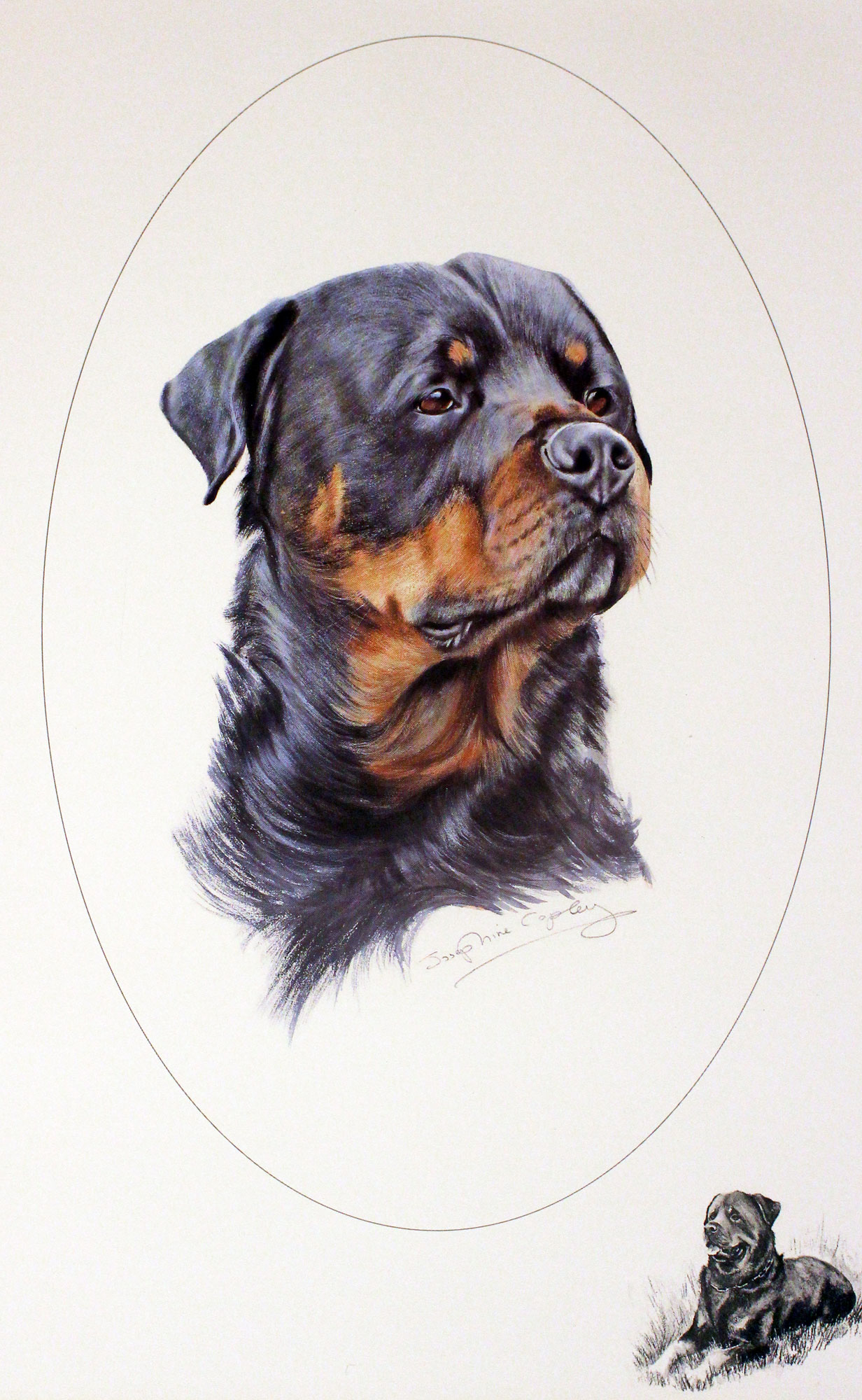 Rottweiler by Josephine Copley  Rottweiler by Josephine Copley