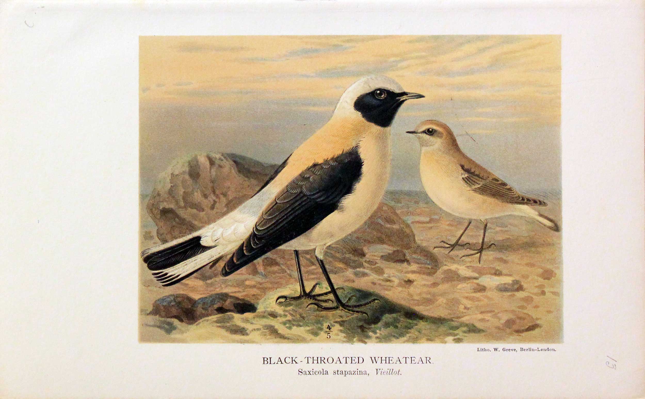 White's Thrush Keulemans
