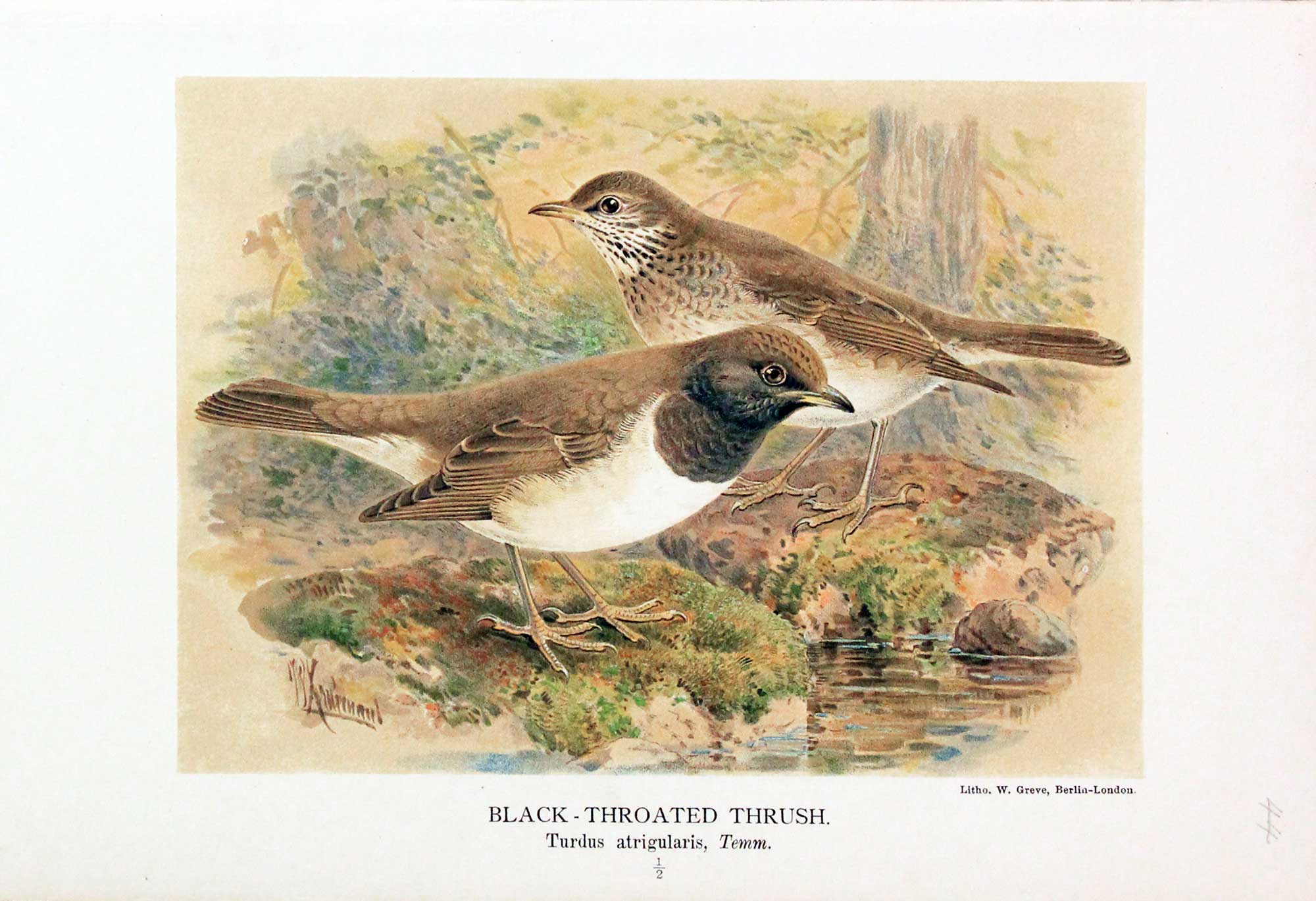 Black-Throated Thrush Keulemans