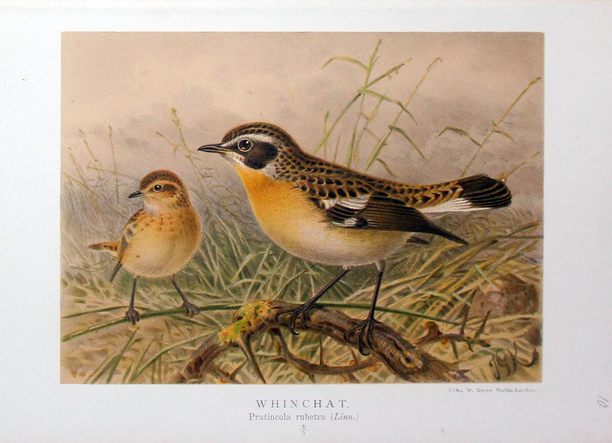 Whinchat Keulemans