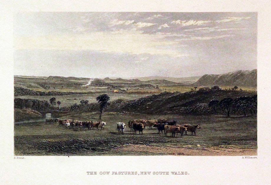 Cow Pastures New South Wales Australia