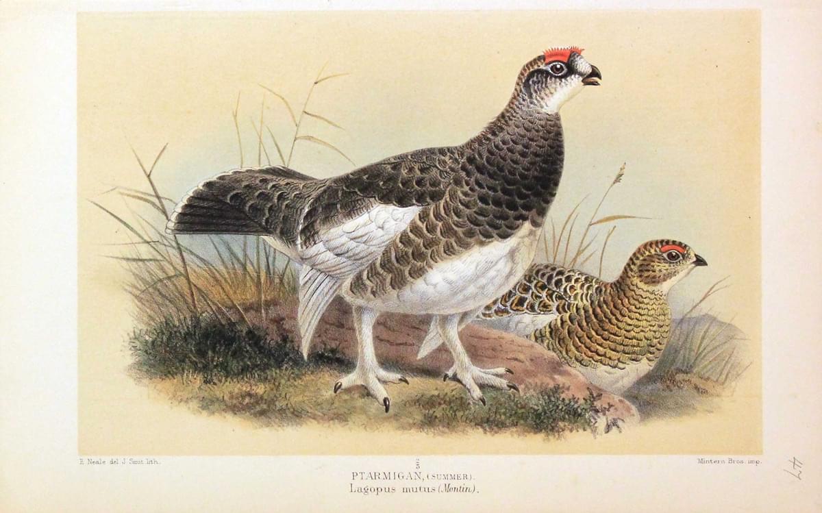 Ptarmigan in Summer Keulemans