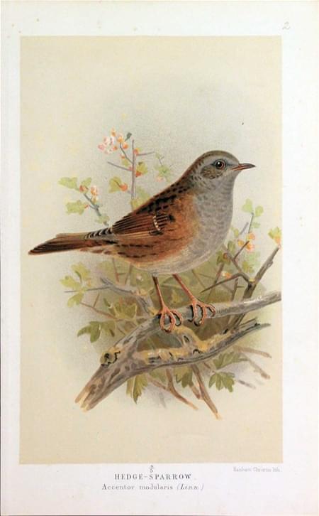 Hedge-Sparrow Keulemans