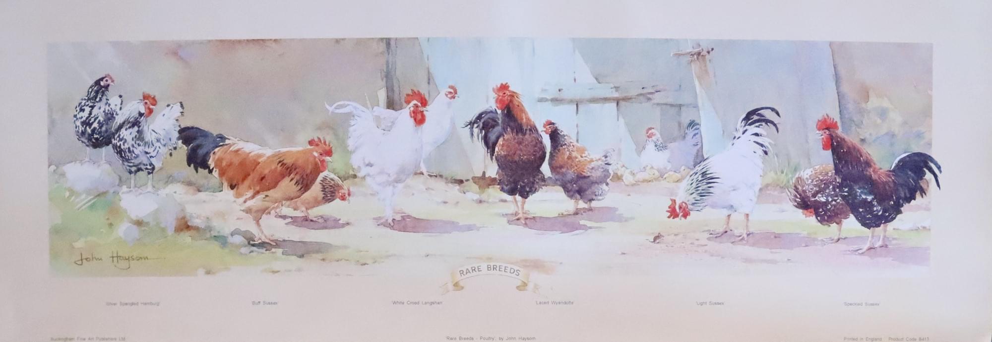 Rare Breeds of Poultry John Haysom  Rare Breeds of Poultry John Haysom