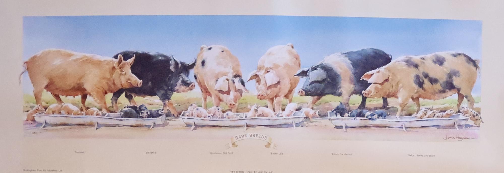 Rare Breeds of Pigs, John Haysom  Rare Breeds of Pigs, John Haysom