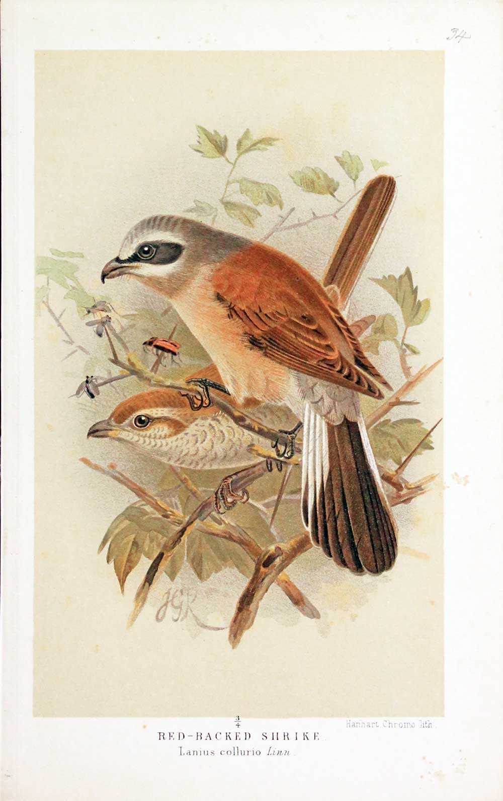 Red-Backed Shrike Keulemans