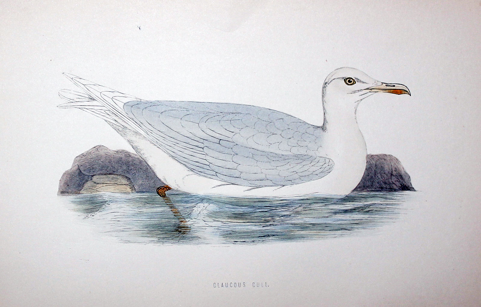 Claucous Gull Rev. F O Morris  Claucous Gull Rev. F O Morris