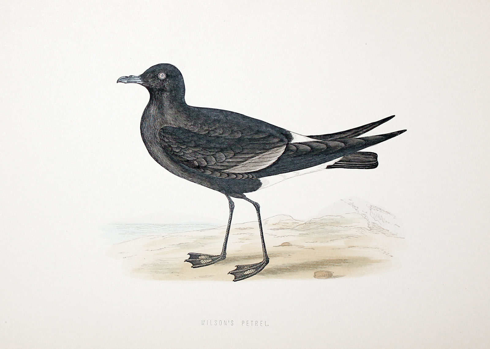 Wilson's Petrel Rev. F O Morris  Wilson's Petrel Rev. F O Morris
