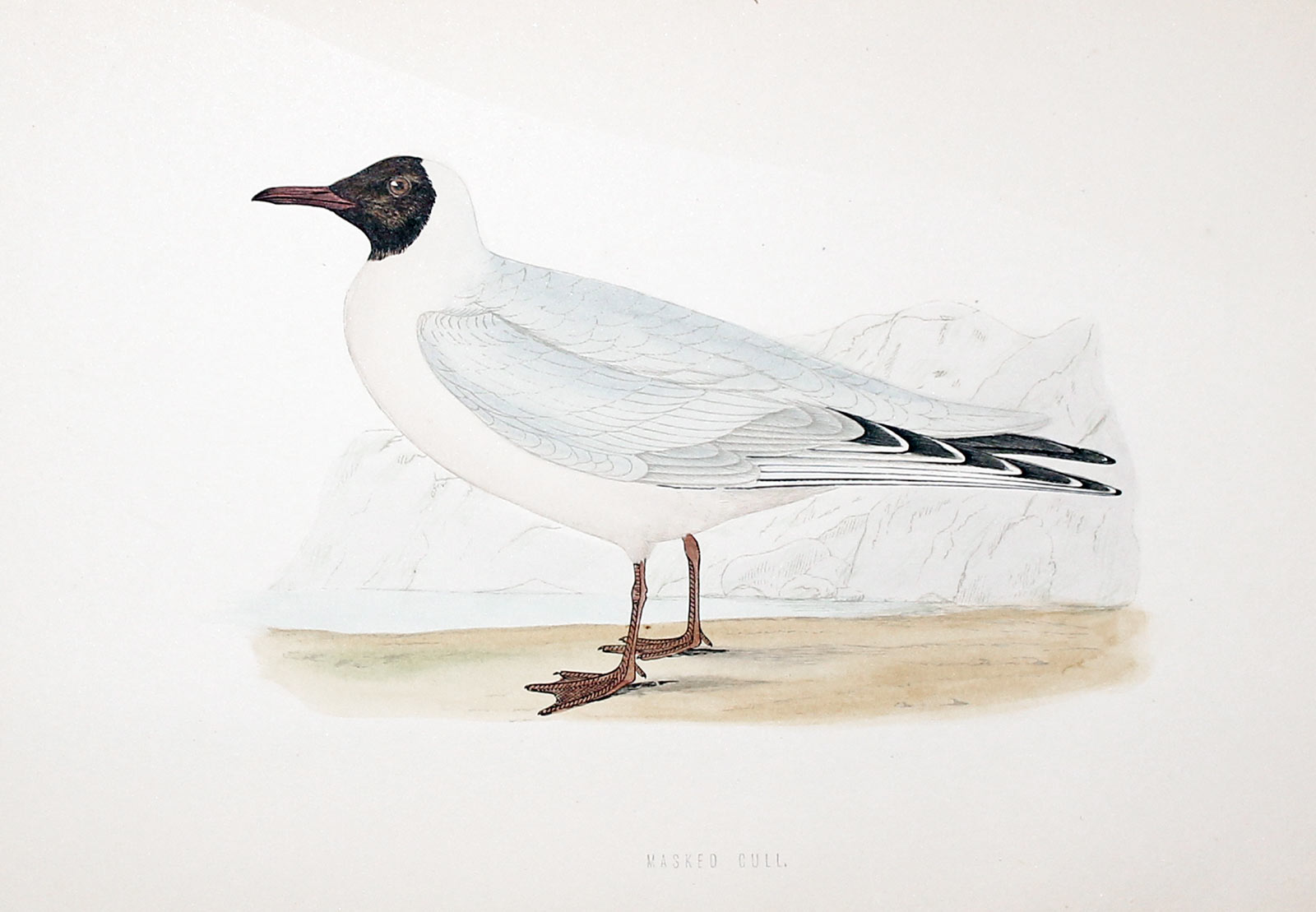 Masked Gull Rev. F O Morris  Masked Gull Rev. F O Morris