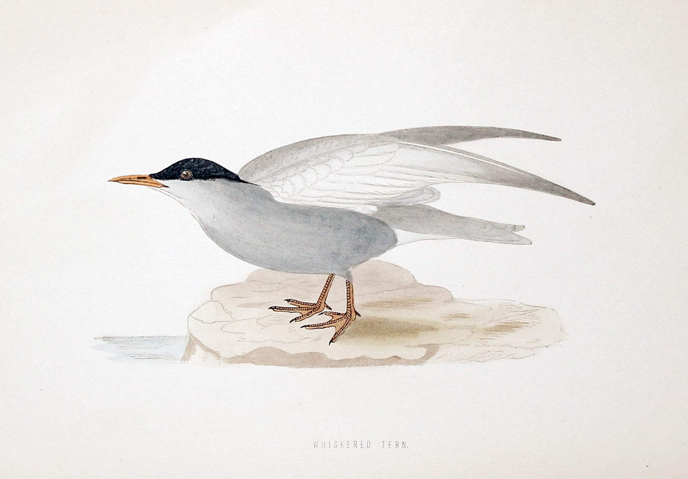 Whiskered Tern Rev. F O Morris  Whiskered Tern Rev. F O Morris