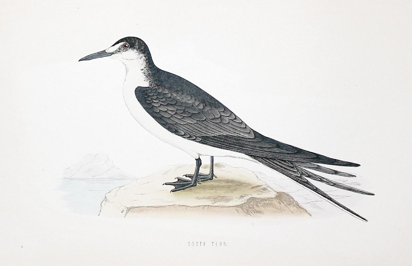 Sooty Tern Rev. F O Morris  Sooty Tern Rev. F O Morris
