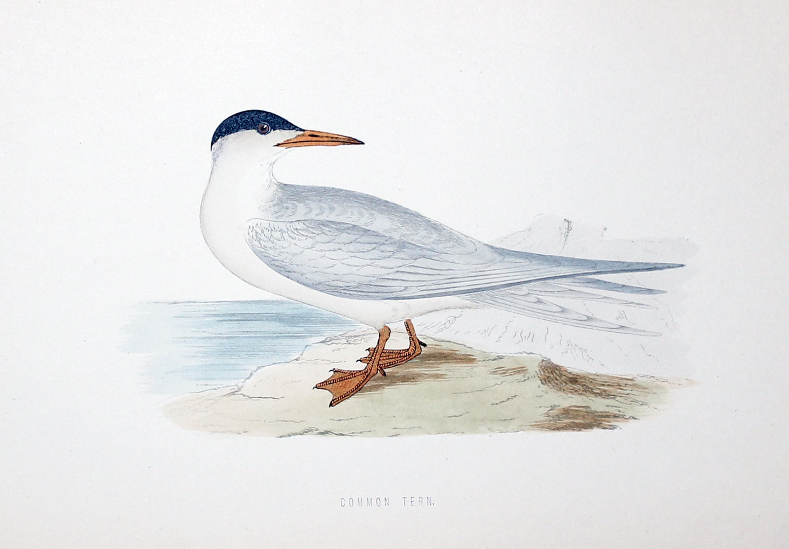 Common Tern Rev. F O Morris  Common Tern Rev. F O Morris