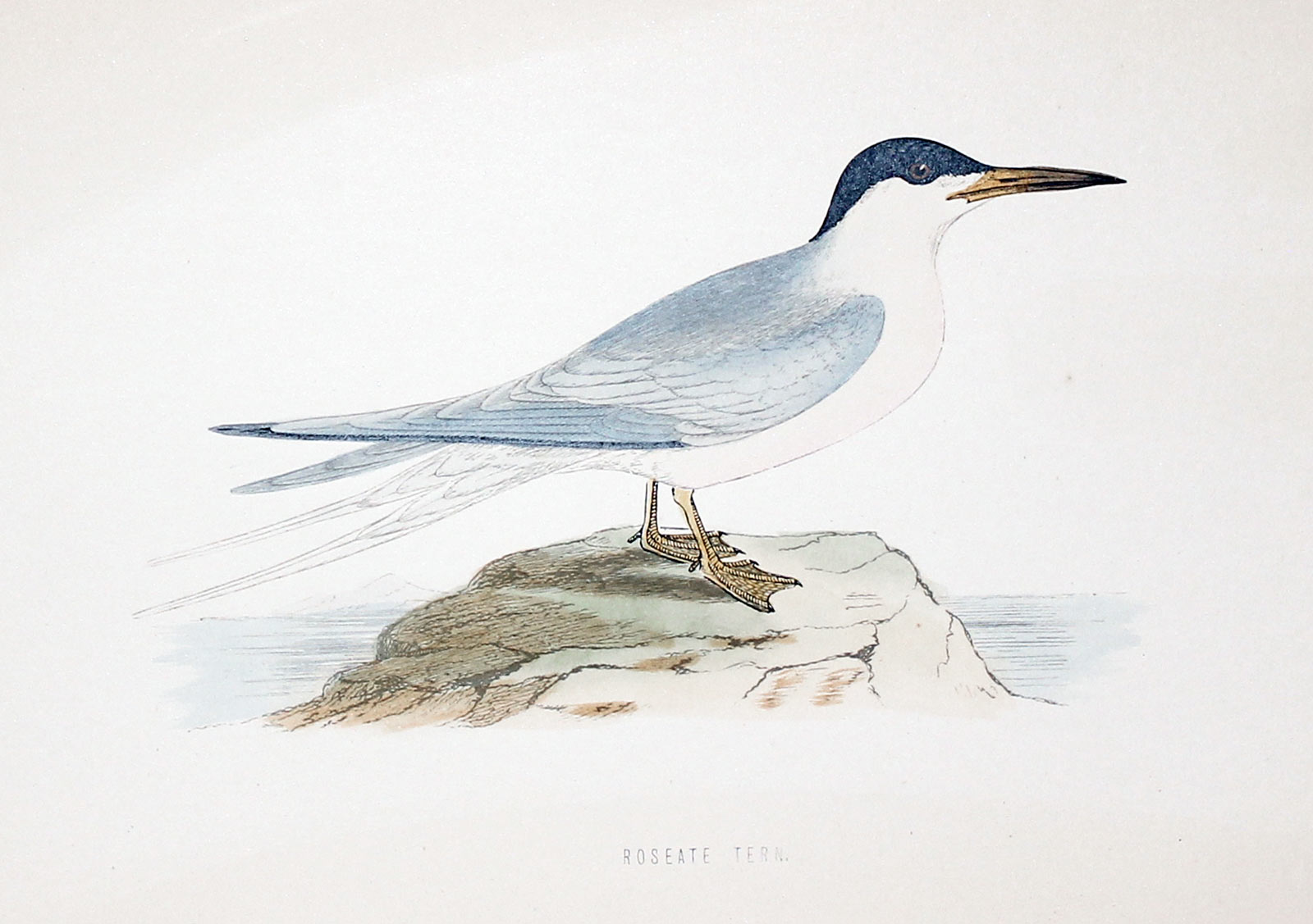 Roseate Tern Rev. F O Morris  Roseate Tern Rev. F O Morris