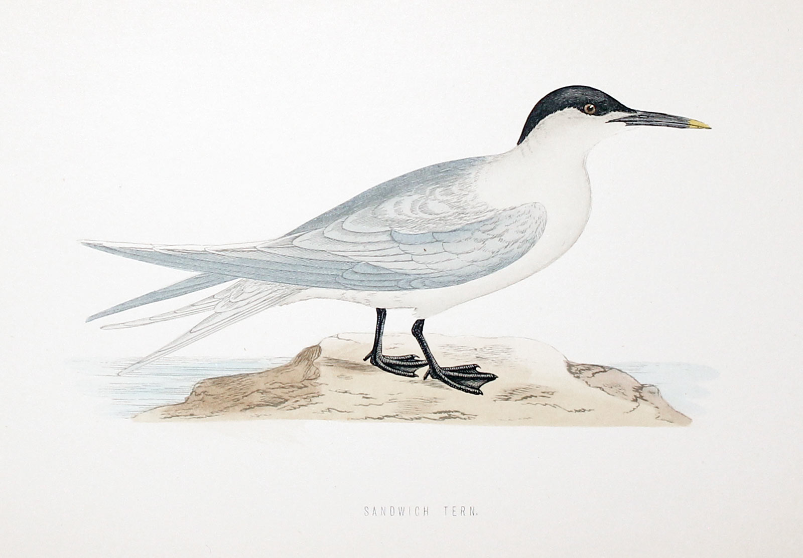 Sandwich Tern Rev. F O Morris  Sandwich Tern Rev. F O Morris