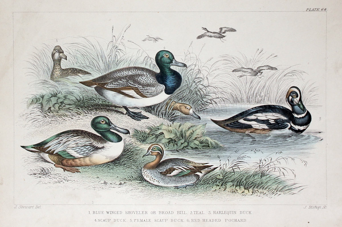 6 Ducks Goldsmith c.1860