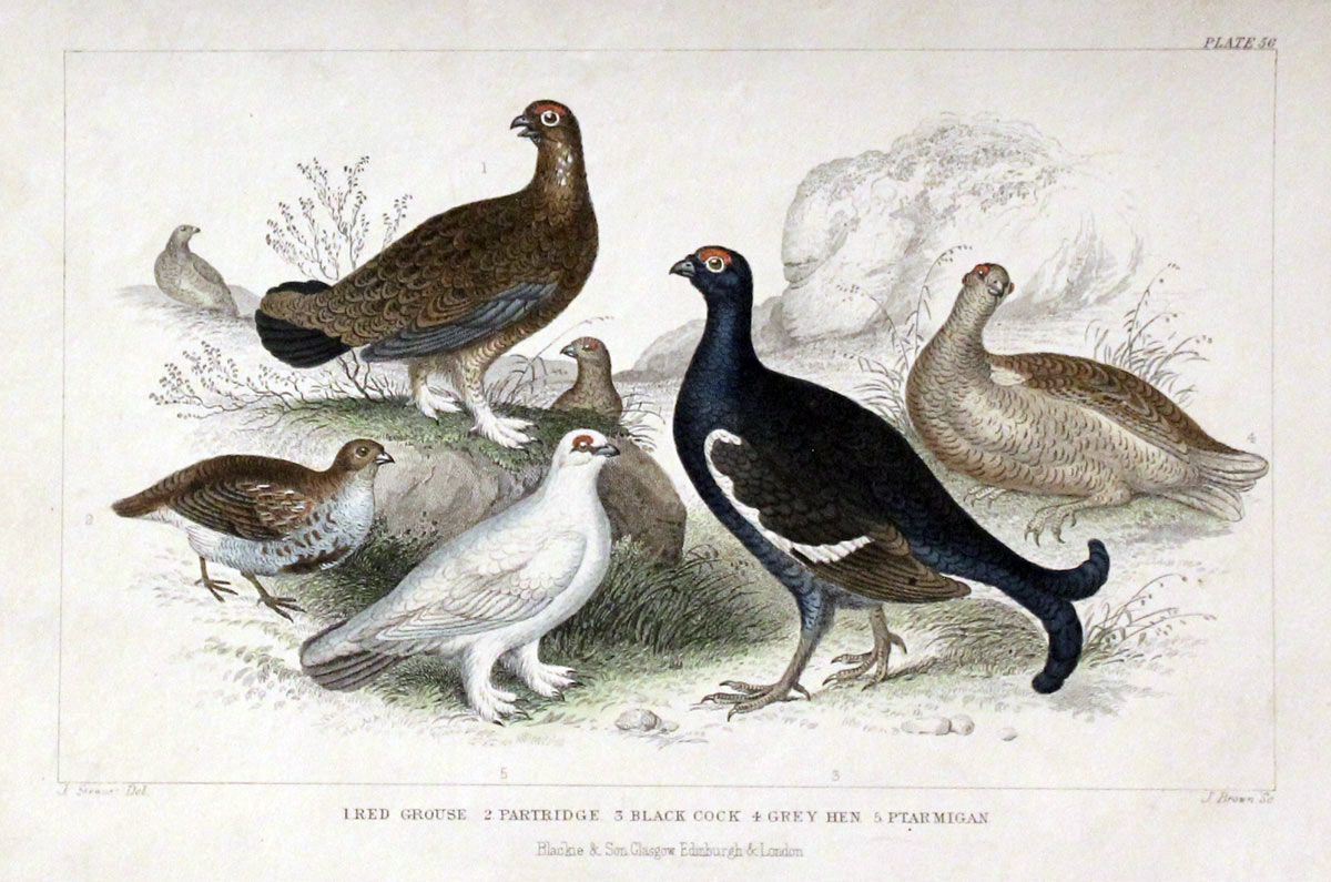Game Birds Goldsmith c.1860