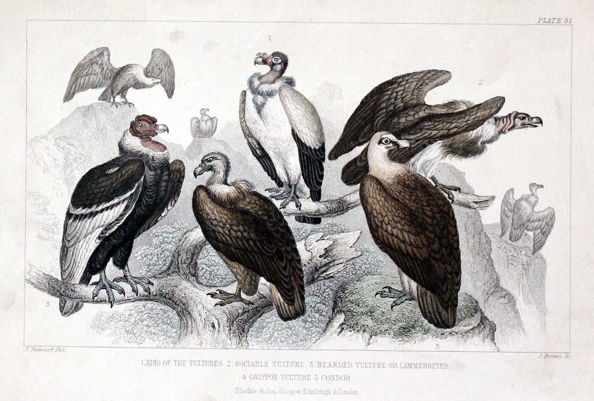 Vultures Goldsmith c.1860