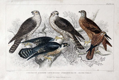 Birds of Prey Goldsmith c.1860