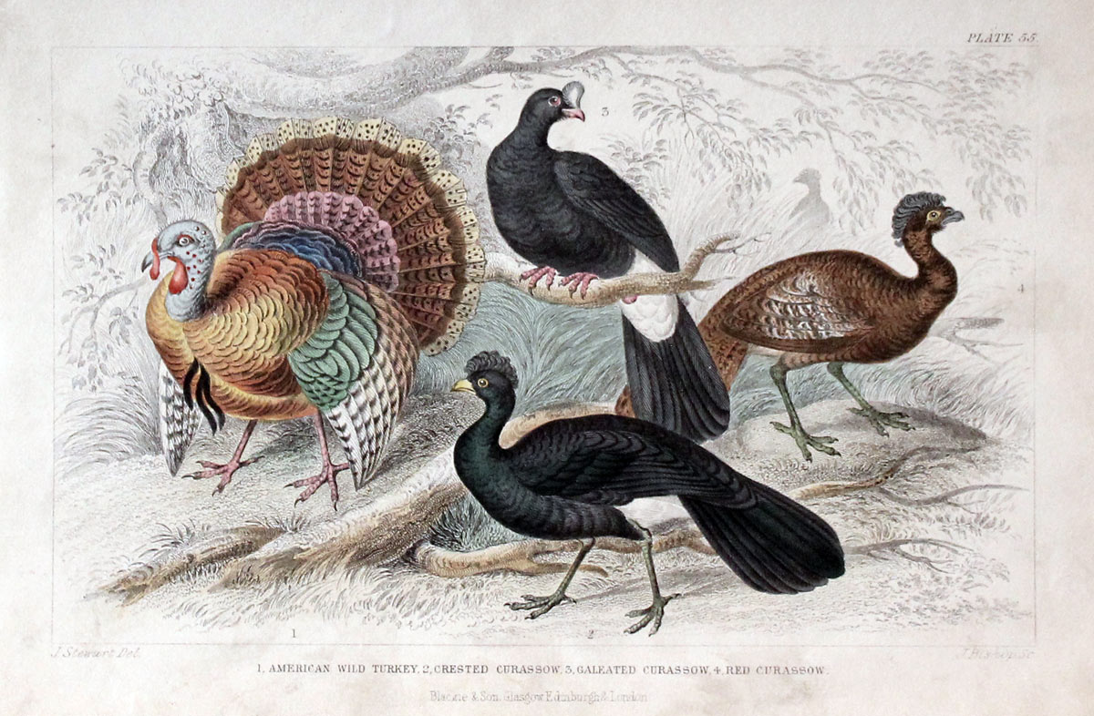 Turkeys Goldsmith c.1860