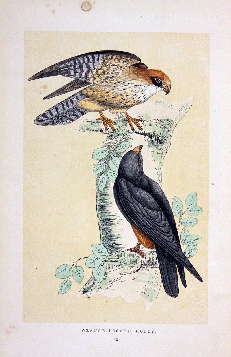 Oragne Legged Hobby Rev. F O Morris