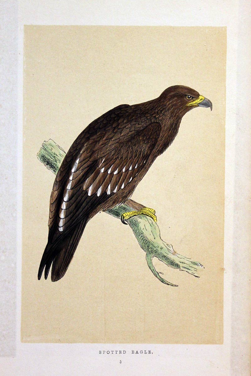 Spotted Eagle Rev. F O Morris