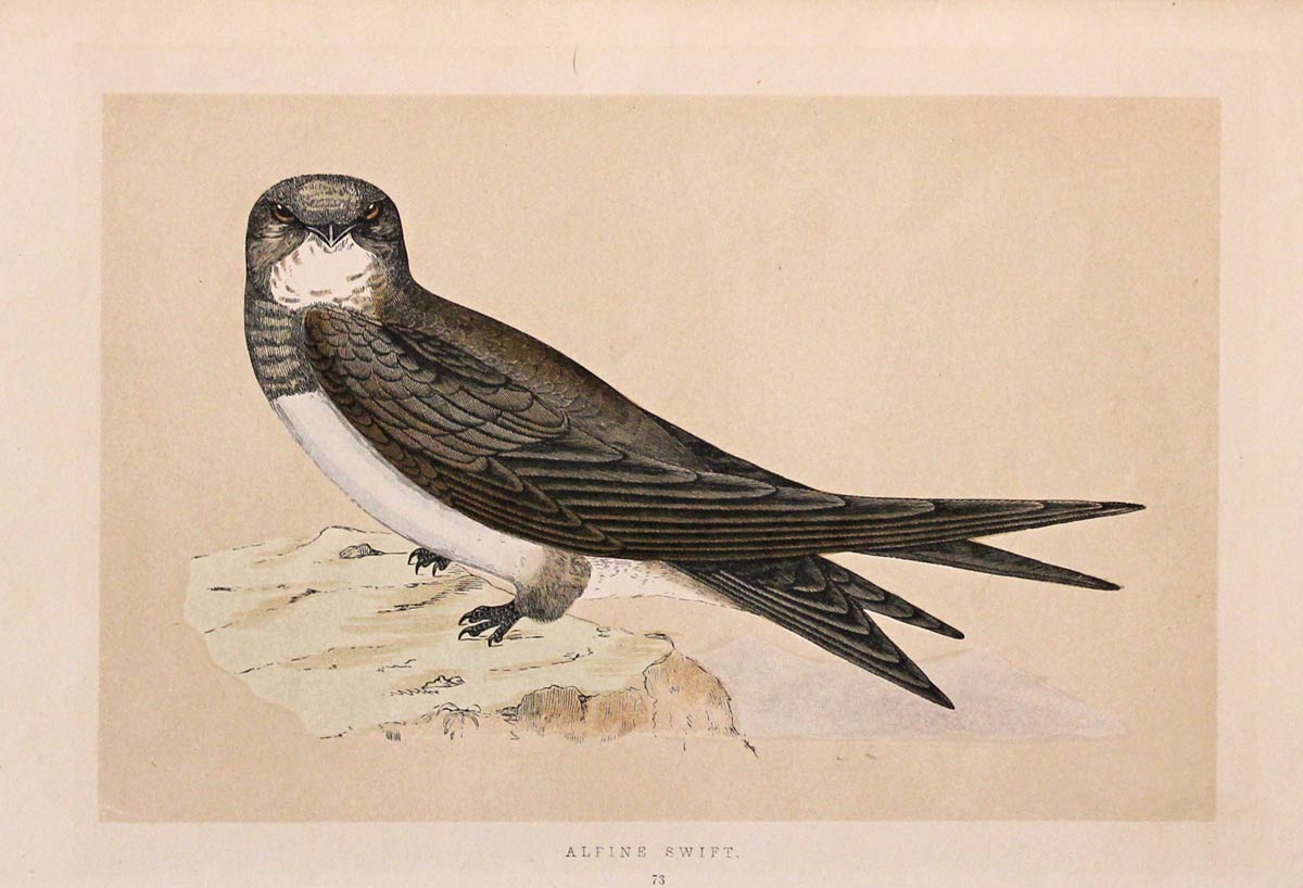 Alpine Swift F O Morris