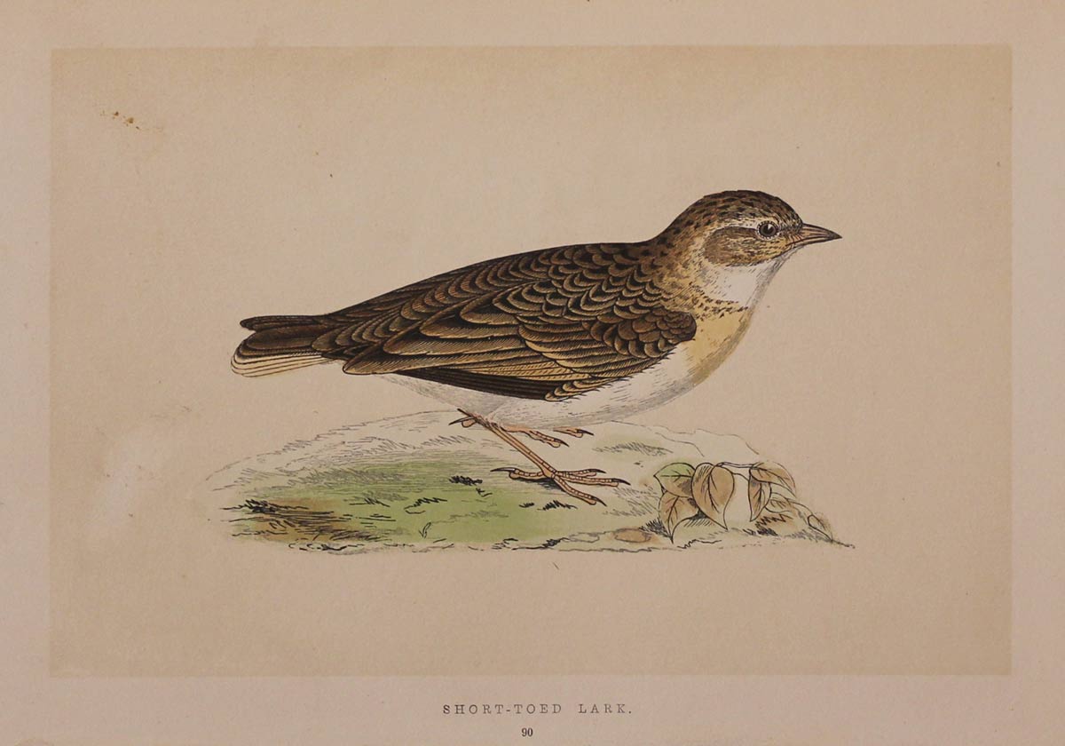 Short-Toed Lark Rev. F O Morris
