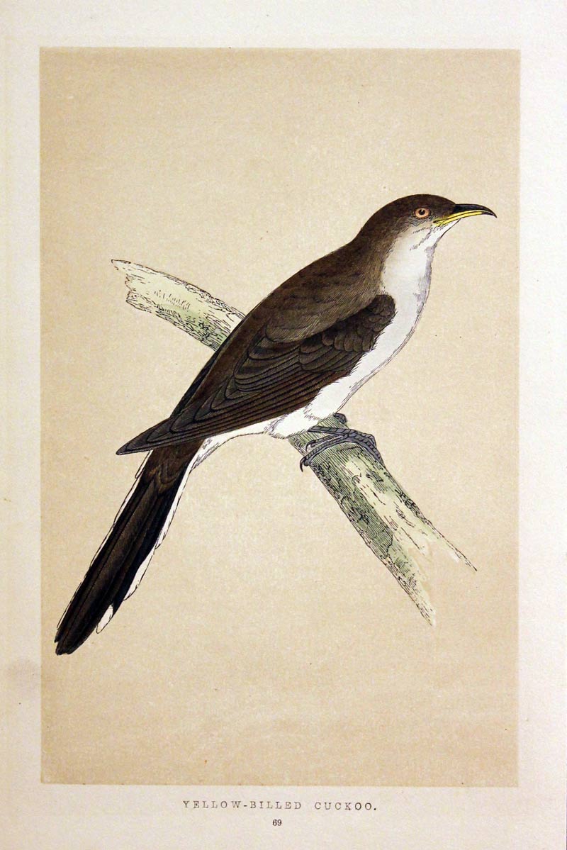 Yellow-Billed Cuckoo Rev. F O Morris