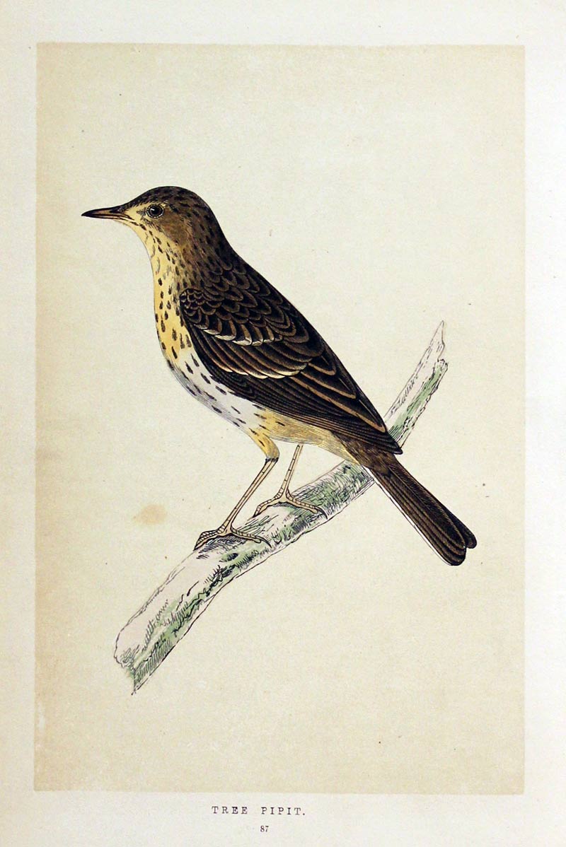 Tree Pipit Rev. F. O. Morris